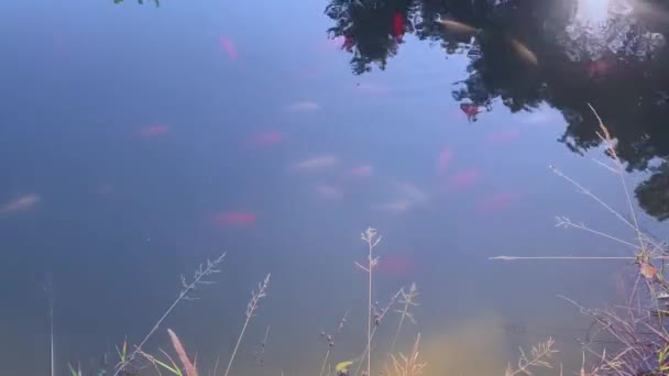 Peixes nadam na lagoa em um dia ensolarado, carpa japonesa na água — Vídeo de Stock