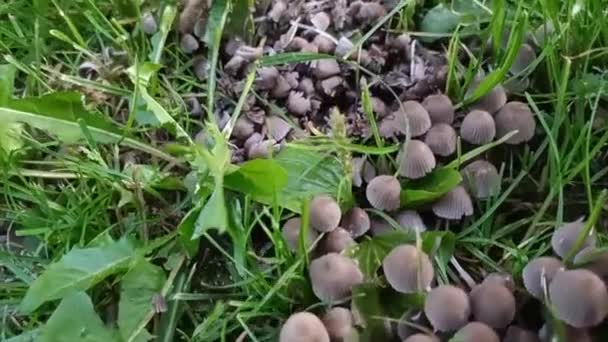 Champignons crapauds dans l'herbe — Video