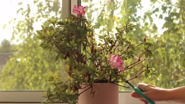 Una mano de mujer corta una azalea floreciente con tijeras, podando una flor en una olla — Vídeos de Stock