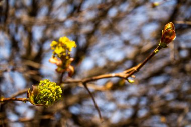 Tomurcuklar ağaçta açar