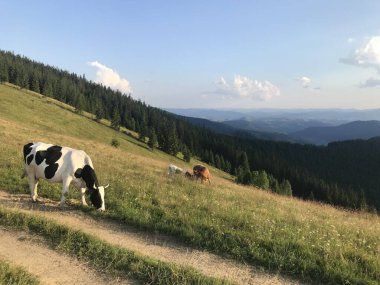 Karpat İnekleri Doğa