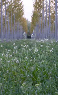 Ormanda güzel bir çiçek açtı. 