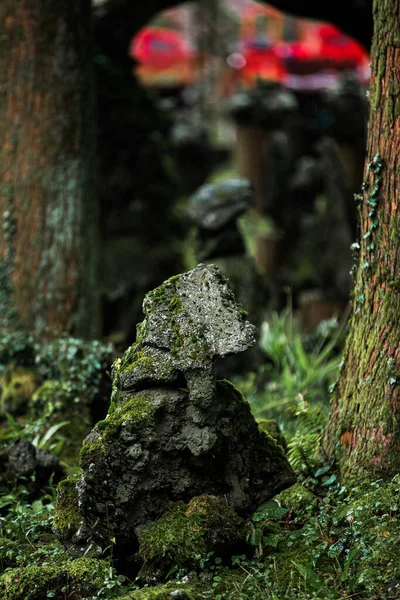 Green Nature South Korea Summer Forest — 스톡 사진