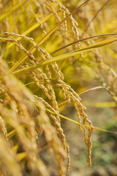 Harvest time, Farmer harvest season in fields