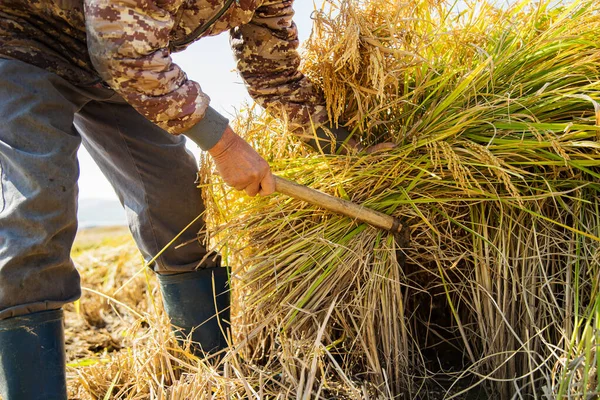 Harvest time, Farmer harvest season in fields