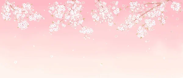 Kirschblüten Vektor Illustration Hintergrund — Stockvektor