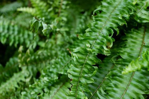 Concept Verdure Plantes Feuilles Vertes — Photo