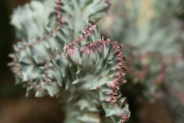 Kakteenblüte Aus Nächster Nähe — Stockfoto