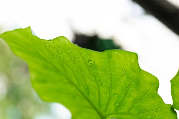 Концепція Зелені Зелені Рослини Листя — стокове фото