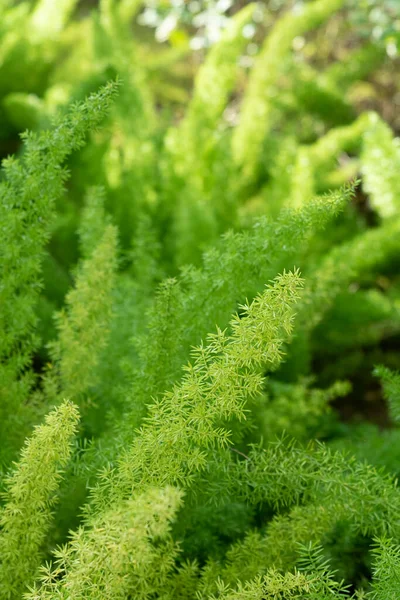 Grünkonzept Grüne Pflanzen Und Blätter — Stockfoto