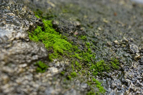 Moss Rock Close — Stock Photo, Image