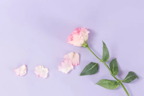 Bunga Merah Muda Latar Belakang Ungu — Stok Foto