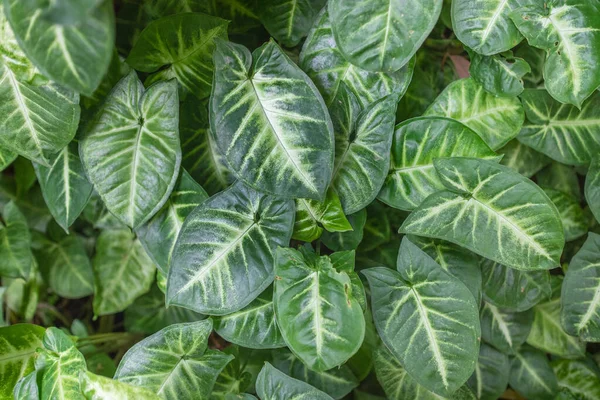 Concepto Vegetación Plantas Hojas Verdes —  Fotos de Stock