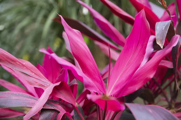 Concepto Vegetación Plantas Hojas Verdes — Foto de Stock