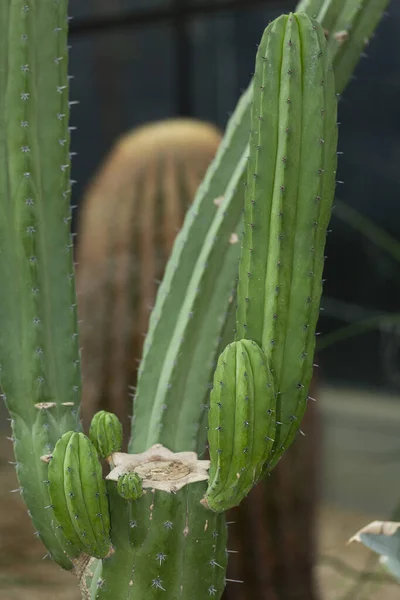 Válogatott Kaktusz Növény Közelről — Stock Fotó