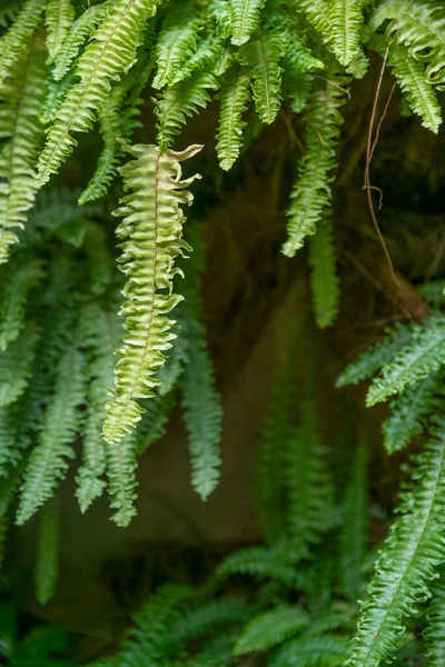 Conceito Vegetação Plantas Verdes Folhas — Fotografia de Stock