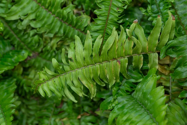 Grönska Koncept Gröna Växter Och Blad — Stockfoto