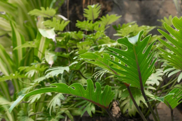 Concepto Vegetación Plantas Hojas Verdes —  Fotos de Stock