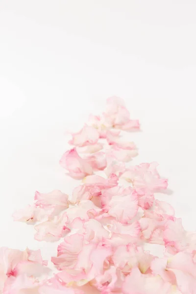 ดอกไม ชมพ นหล ขาว — ภาพถ่ายสต็อก