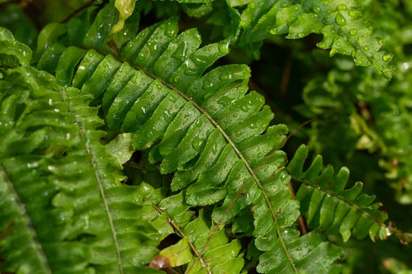 Concepto Vegetación Plantas Hojas Verdes — Foto de Stock