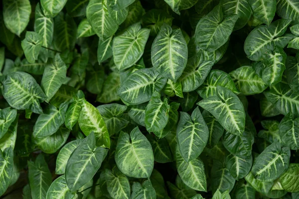 Concepto Vegetación Plantas Hojas Verdes —  Fotos de Stock