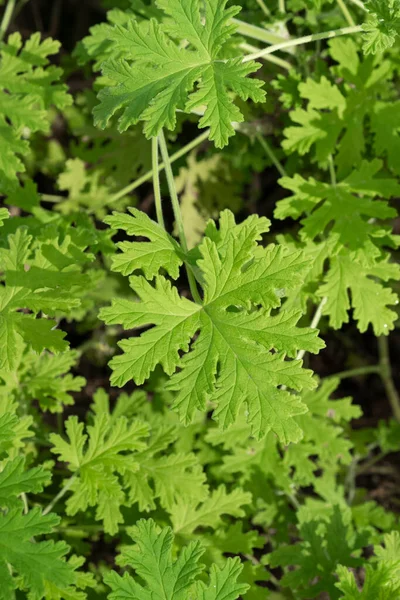 Concepto Vegetación Plantas Hojas Verdes —  Fotos de Stock