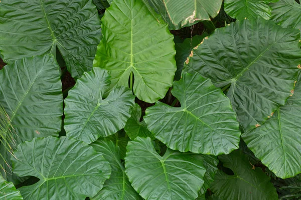 Concetto Verde Piante Foglie Verdi — Foto Stock