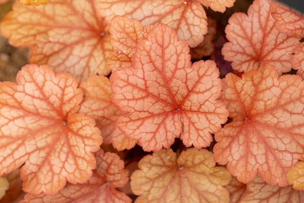 Concepto Vegetación Plantas Hojas Verdes —  Fotos de Stock