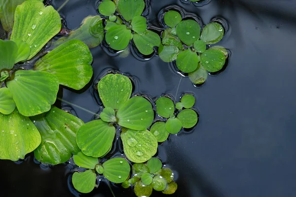 Pflanzen Auf Dem Teich — Stockfoto