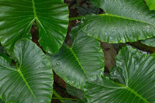 Concepto Vegetación Plantas Hojas Verdes —  Fotos de Stock