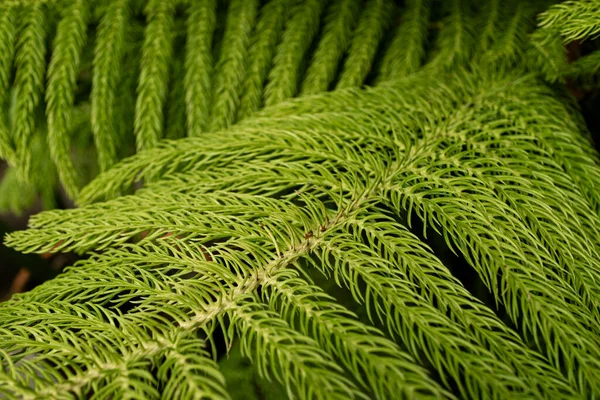 Concepto Vegetación Plantas Hojas Verdes — Foto de Stock