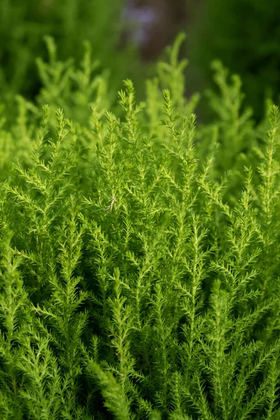 Rosmarinkraut Aus Nächster Nähe — Stockfoto