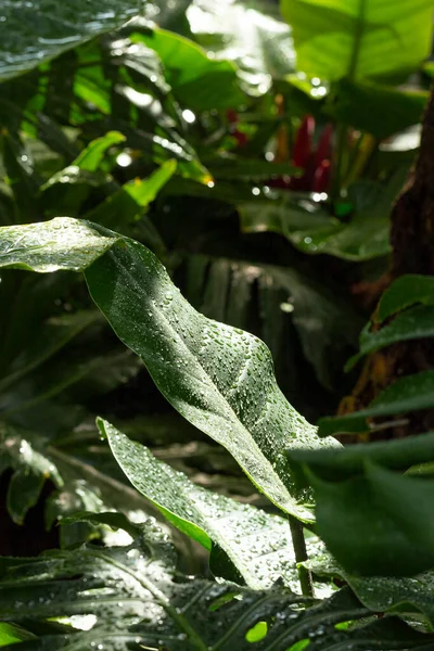 Concepto Vegetación Plantas Hojas Verdes —  Fotos de Stock