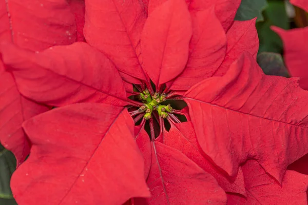 Rojo Flor Silvestre Cerca —  Fotos de Stock