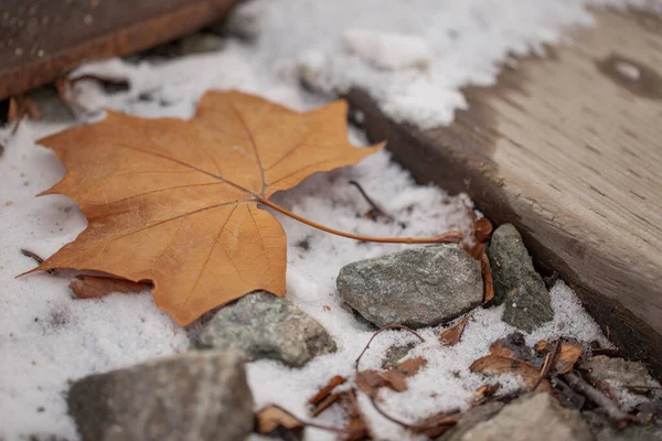 Gefallenes Laub Winter — Stockfoto