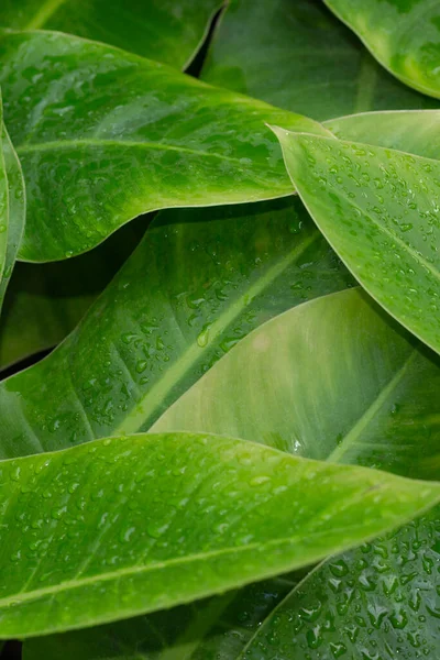 Groen Concept Groene Planten Bladeren — Stockfoto