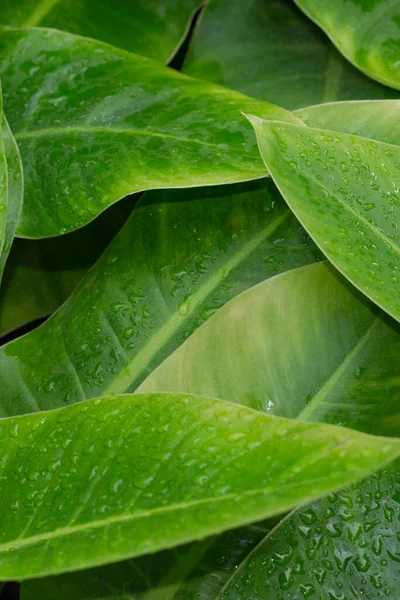 Conceito Vegetação Plantas Verdes Folhas — Fotografia de Stock