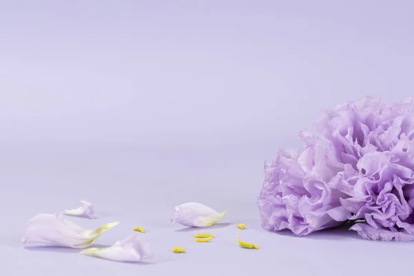 ดอกไม นหล — ภาพถ่ายสต็อก