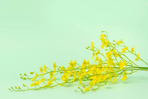 Fleur Jaune Fond Vert — Photo