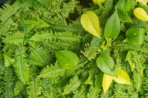 Concepto Vegetación Plantas Hojas Verdes — Foto de Stock