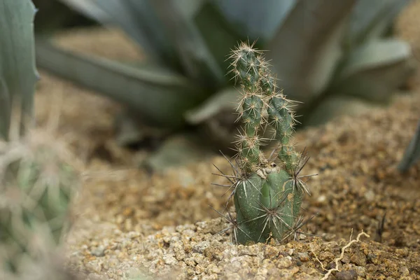 Kaktusdorn Aus Nächster Nähe — Stockfoto