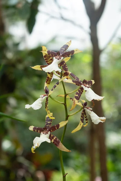 Uma Flor Cultivada Caule — Fotografia de Stock