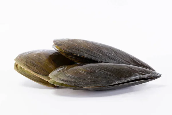 Tres Conchas Pluma Fondo Blanco — Foto de Stock