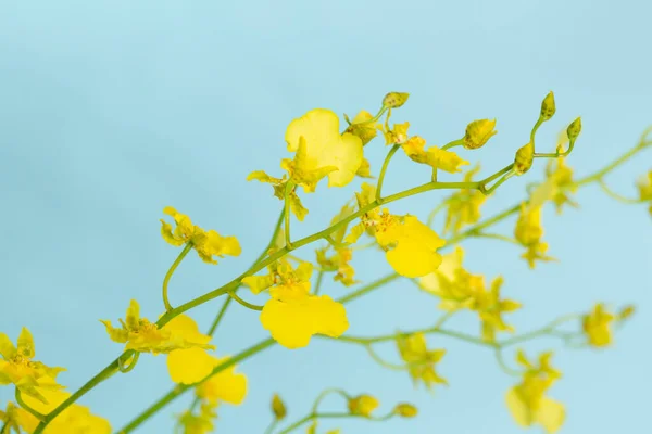 Жовта Квітка Вазі Синій Фон — стокове фото
