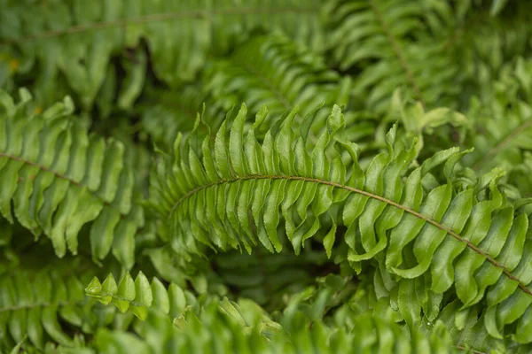 Зеленая Концепция Зеленые Растения Листья — стоковое фото