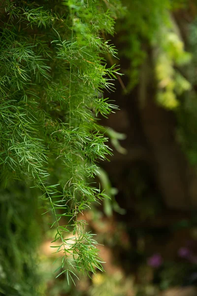 녹색식물 — 스톡 사진