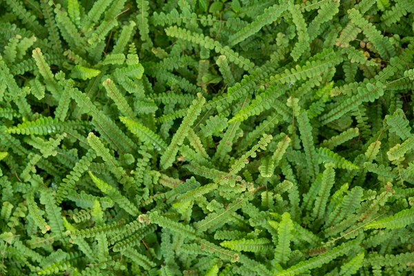 Concepto Vegetación Plantas Hojas Verdes — Foto de Stock