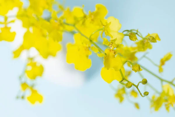 花瓶の黄色の花青の背景 — ストック写真