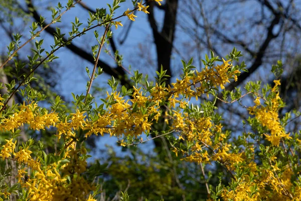 Flores Primavera Forsythia Florescendo Nos Céus Azuis Primavera — Fotografia de Stock