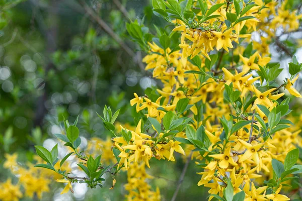 Flores Primavera Forsythia Florescendo — Fotografia de Stock